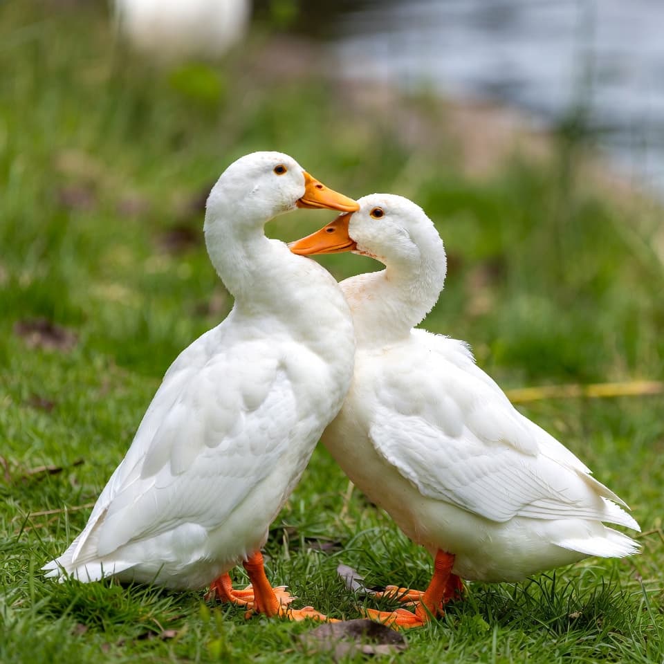 Ducks in Love