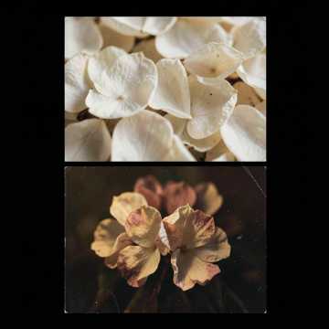 Dried Flowers