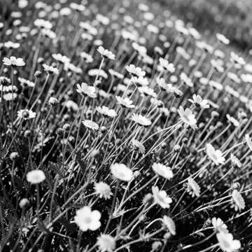 Wildflower Field